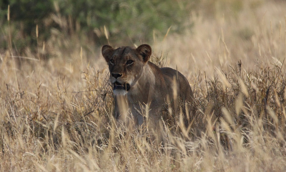 L&ouml;wen im Lumo Conservancy