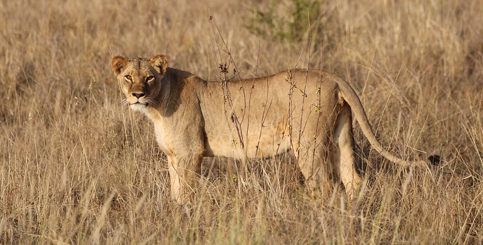 L&ouml;wen im Lumo Conservancy