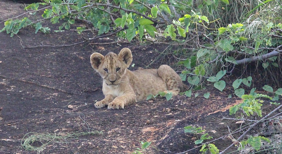 L&ouml;wenbabys am Lions Rock