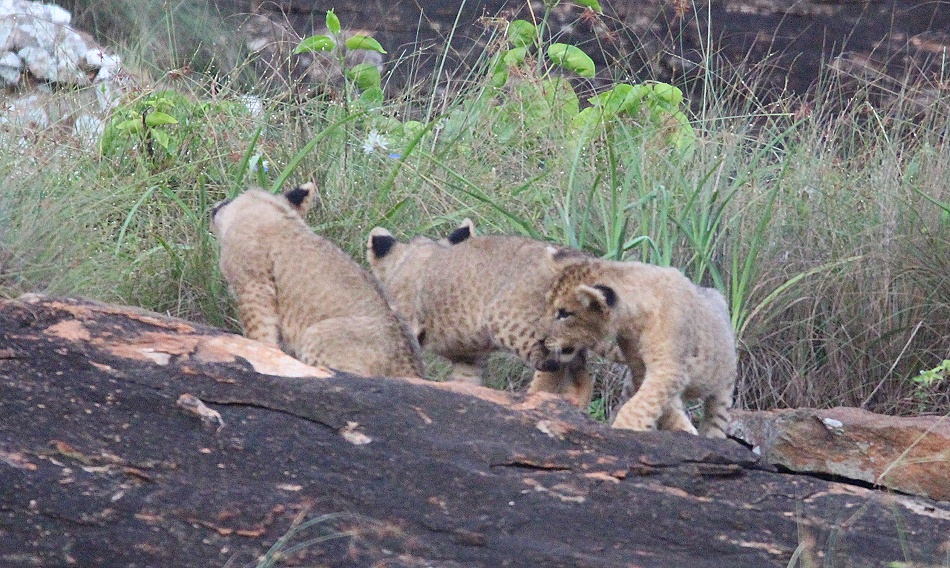 Vier L&ouml;wenbabys am Lions Rock