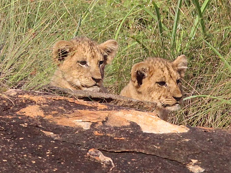 Vier L&ouml;wenbabys am Lions Rock