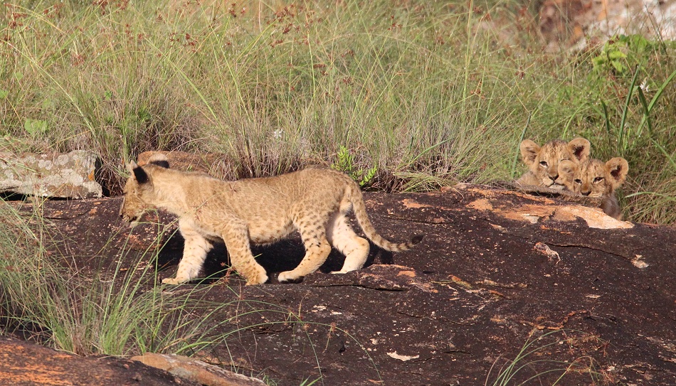 Vier L&ouml;wenbabys am Lions Rock
