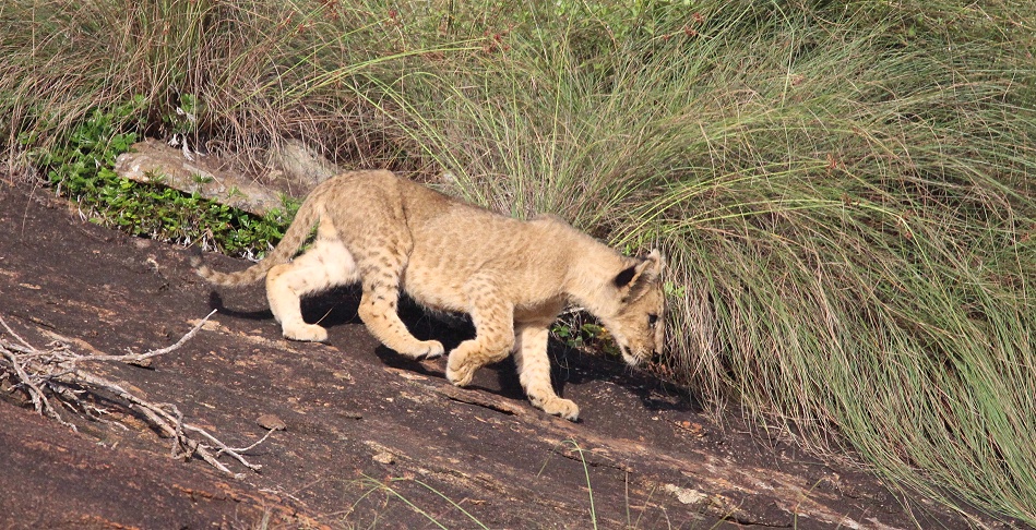 Vier L&ouml;wenbabys am Lions Rock