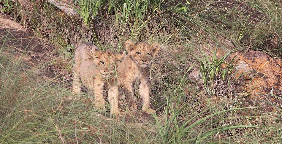 Vier L&ouml;wenbabys am Lions Rock