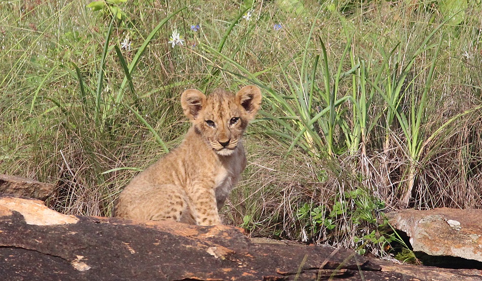 Vier L&ouml;wenbabys am Lions Rock