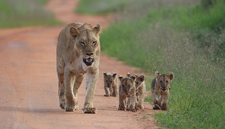 L&ouml;win mit vier kleinen Babys