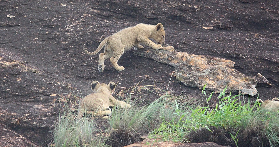 L&ouml;wenbabys am Lions Rock