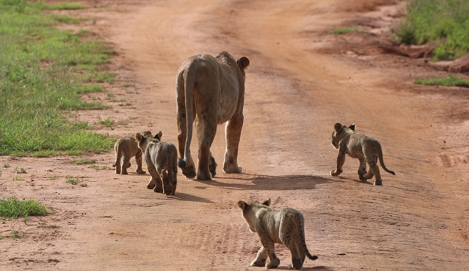 L&ouml;win mit vier kleinen Babys
