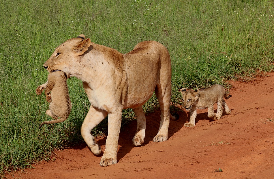 L&ouml;win mit vier kleinen Babys