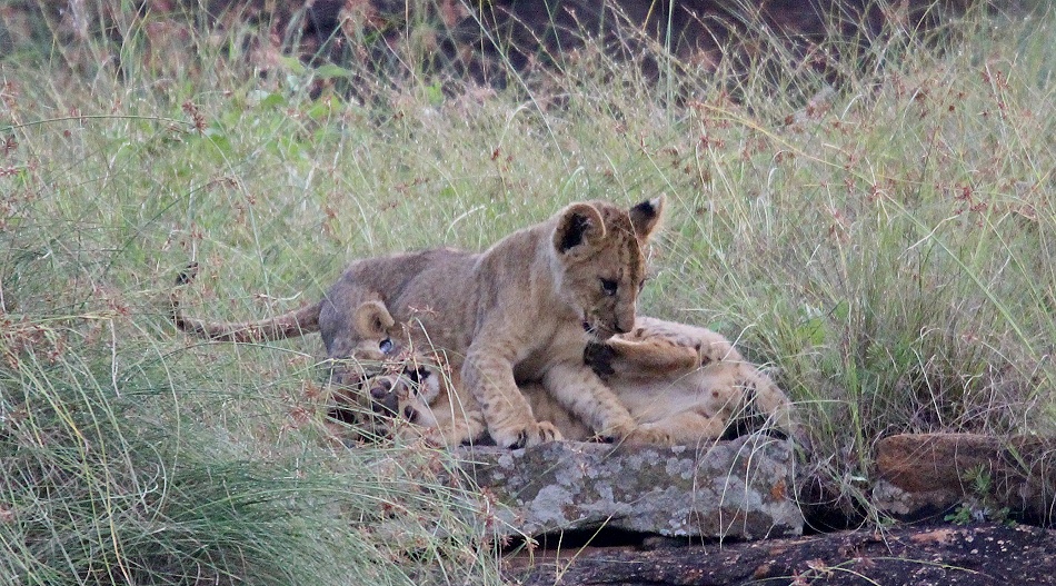 L&ouml;wenbabys am Lions Rock