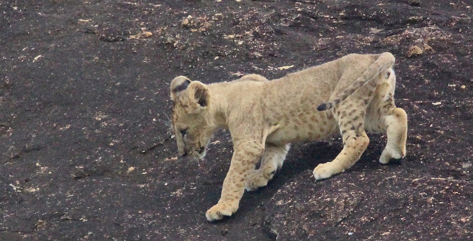 L&ouml;wenbabys am Lions Rock