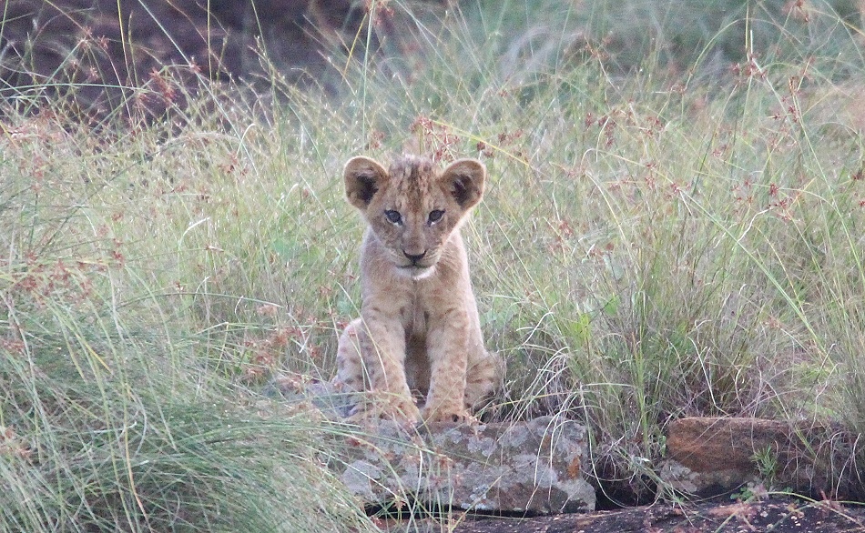 L&ouml;wenbabys am Lions Rock