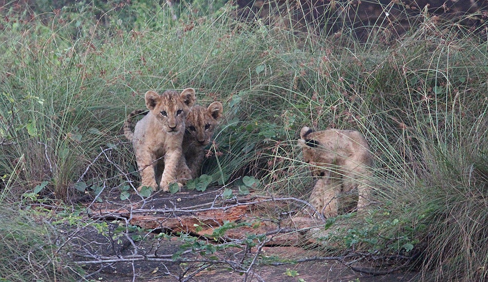 Vier L&ouml;wenbabys am Lions Rock