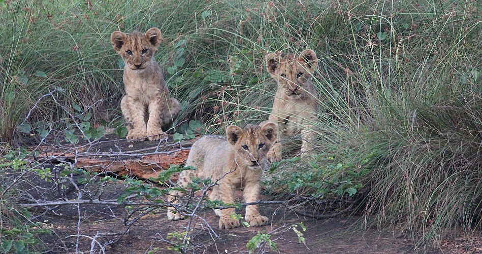 Vier L&ouml;wenbabys am Lions Rock