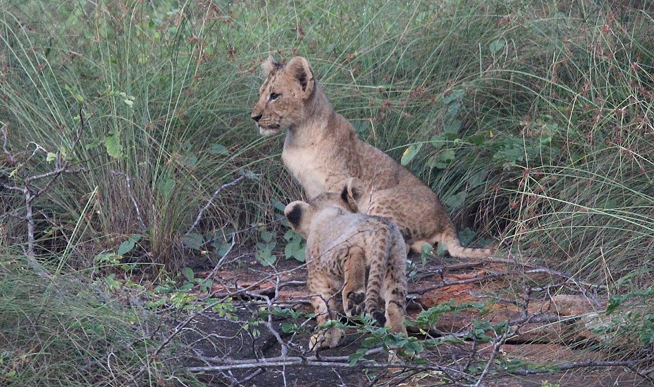 Vier L&ouml;wenbabys am Lions Rock