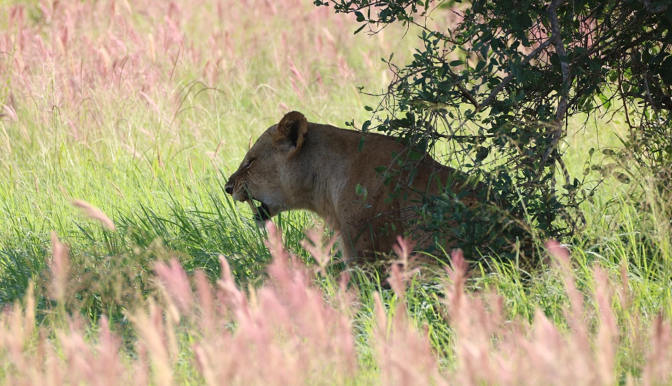 sechs L&ouml;wenbabys auf einem Termitenh&uuml;gel, Lumo Reservat