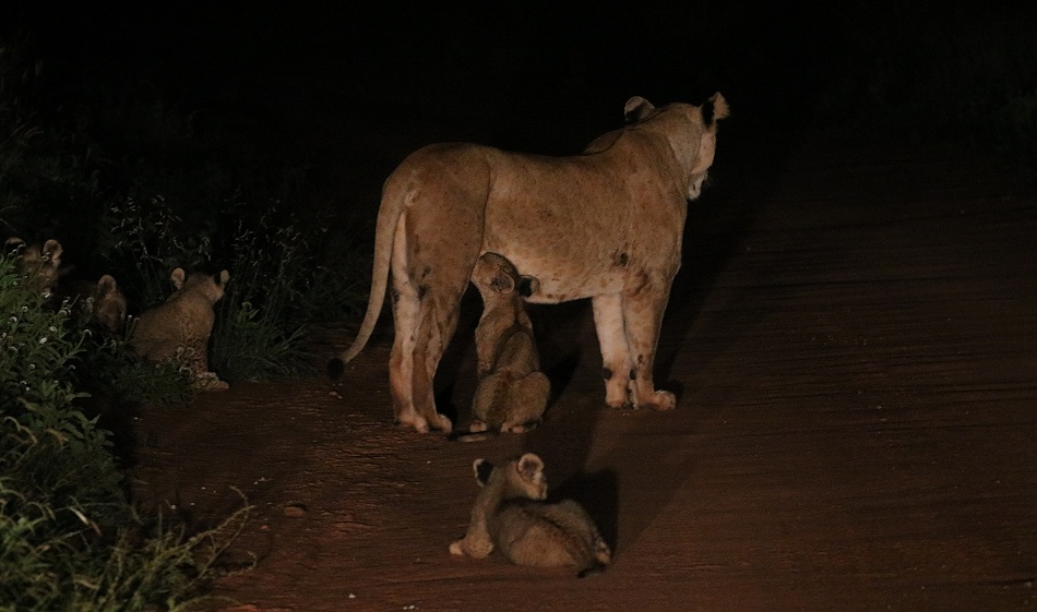 Night Game Drive, L&ouml;win mit sechs Babys