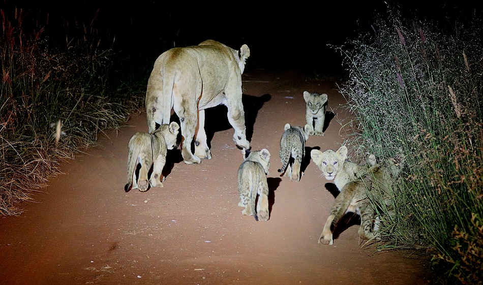 Night Game Drive, L&ouml;win mit sechs Babys