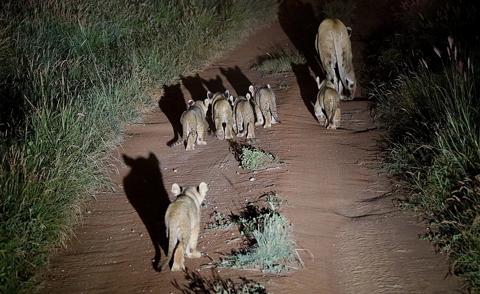 Night Game Drive, L&ouml;win mit sechs Babys
