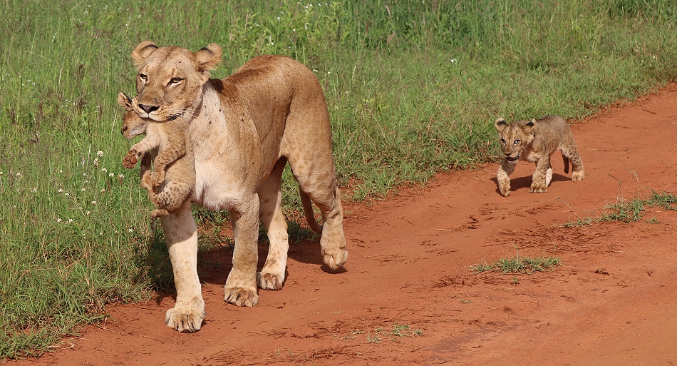 Lumo L&ouml;win mit vier kleinen Babys