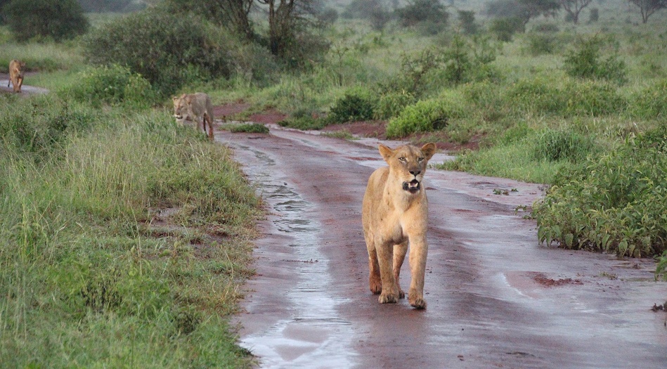 die L&ouml;wen haben ihre vier Babys an ein fremdes M&auml;nnchen verloren
