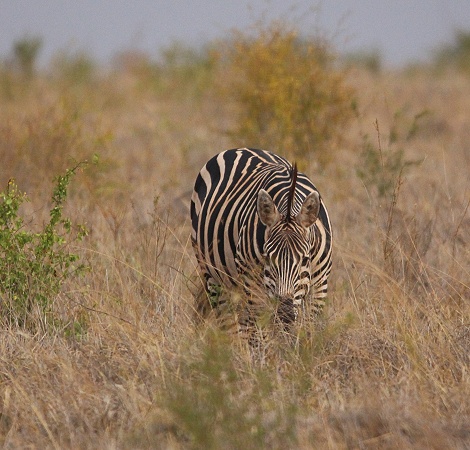 Zebra als L&ouml;wenbeute