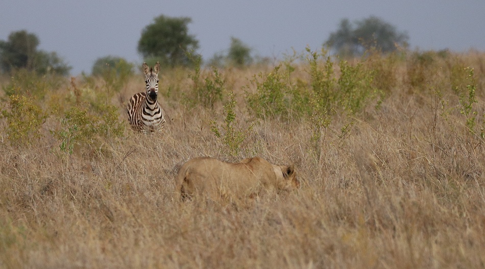 L&ouml;win auf der Pirsch