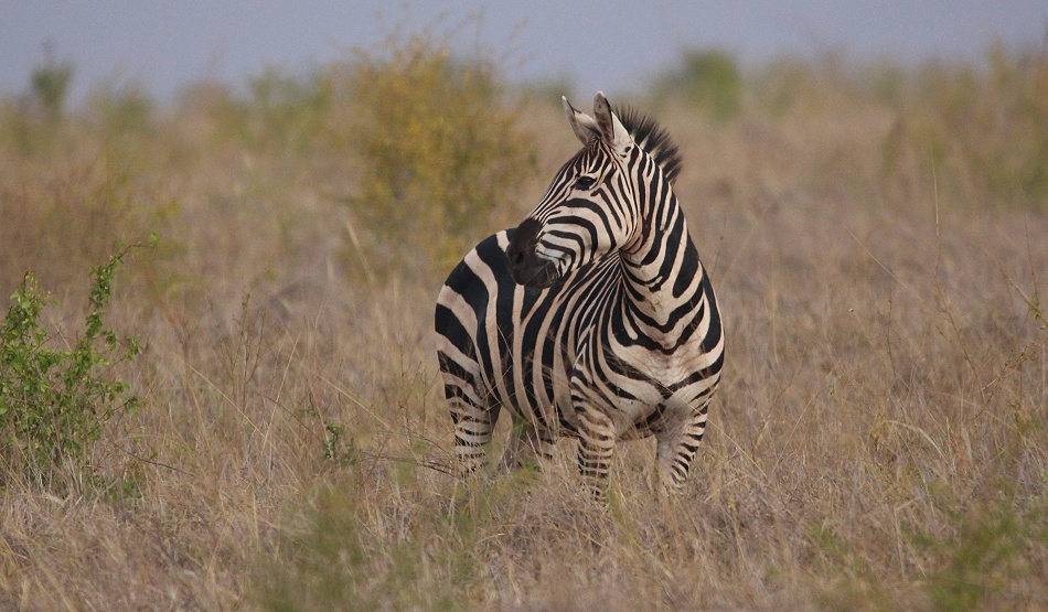 L&ouml;win auf der Pirsch, aufmerksames Zebra