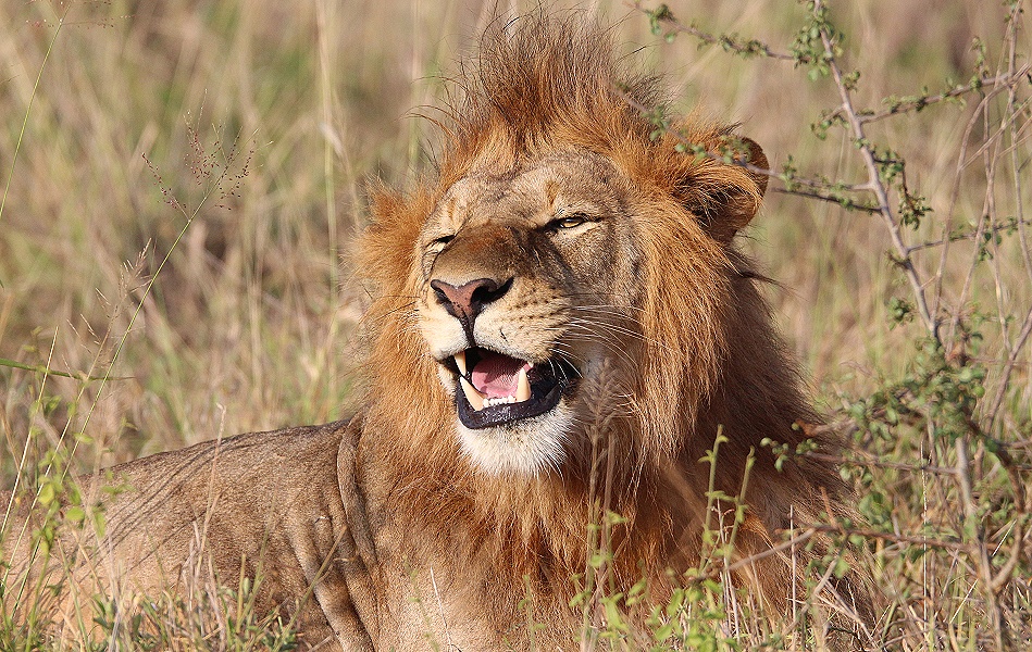 L&ouml;wen im Lumo Conservancy