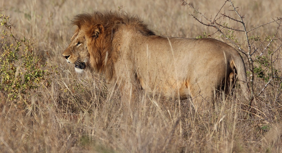 L&ouml;wen im Lumo Conservancy