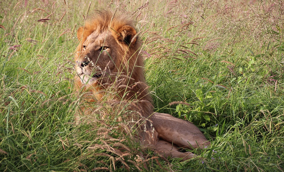 L&ouml;we im Lumo Conservancy
