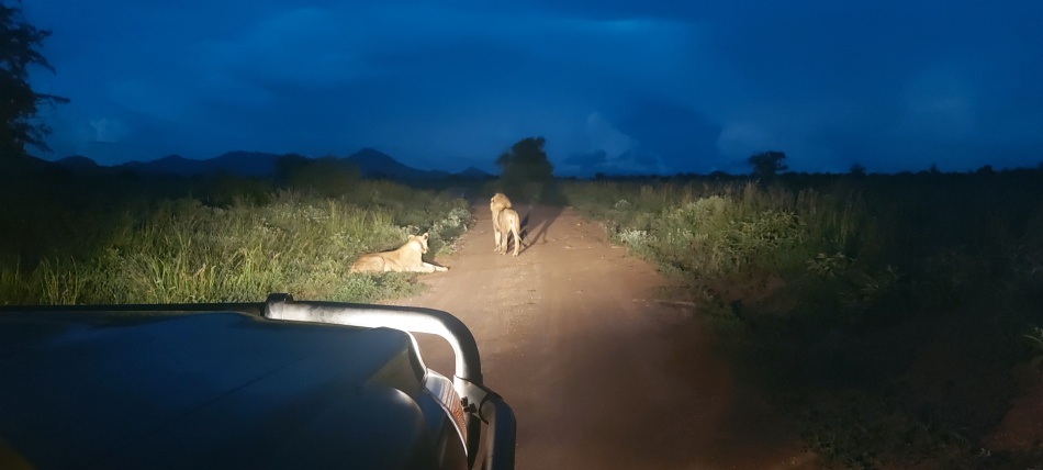 Night Game Drive, L&ouml;wenp&auml;rchen im Lumo/Taita Hills Reservat