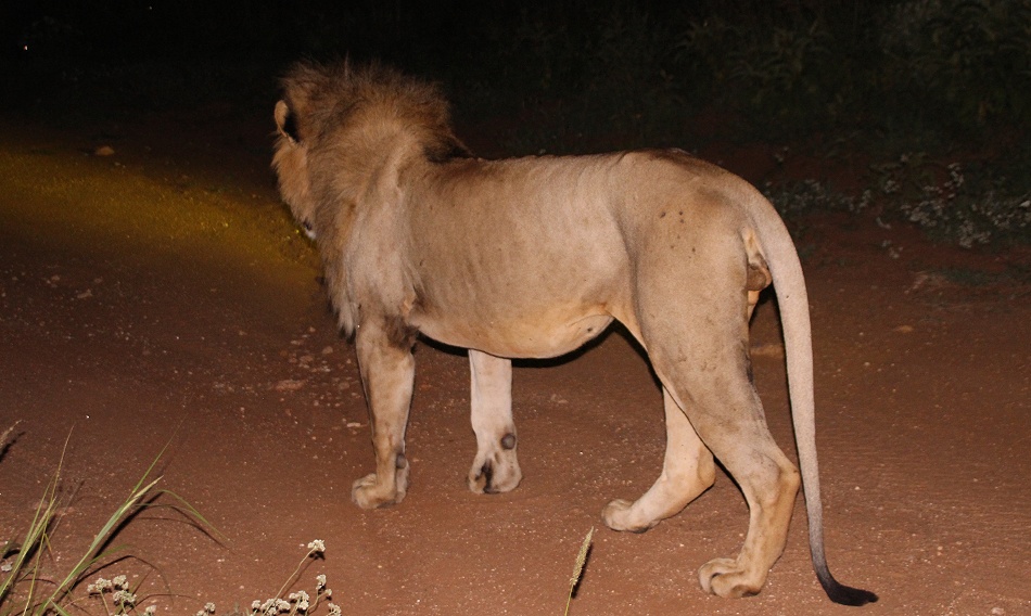 Night Game Drive, L&ouml;wenp&auml;rchen im Lumo/Taita Hills Reservat