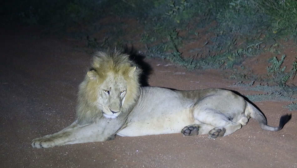 Night Game Drive, L&ouml;wenp&auml;rchen im Lumo/Taita Hills Reservat