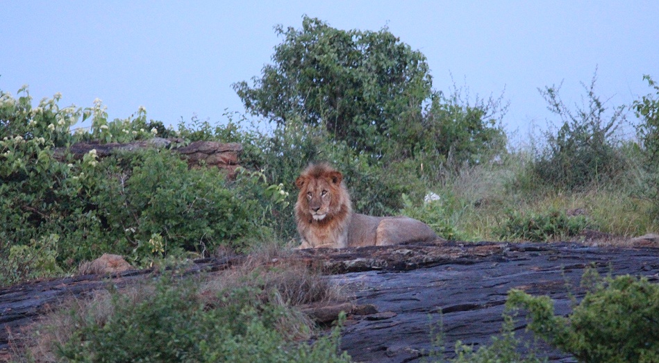 L&ouml;we auf dem Lions Rock