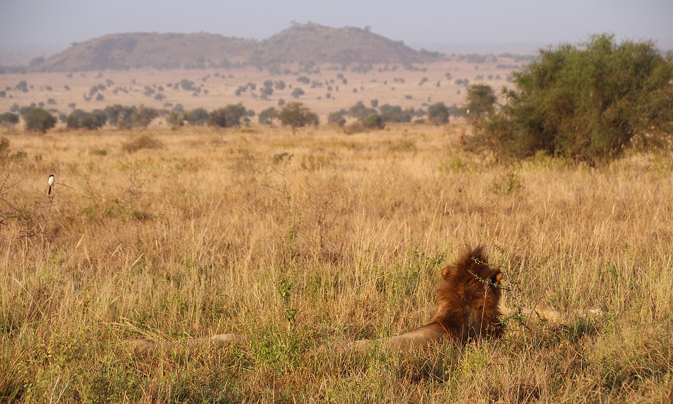 L&ouml;wen im Lumo Conservancy