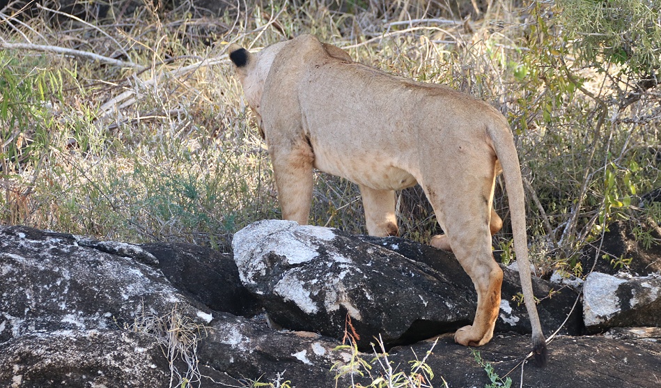 L&ouml;wen am Lions Rock