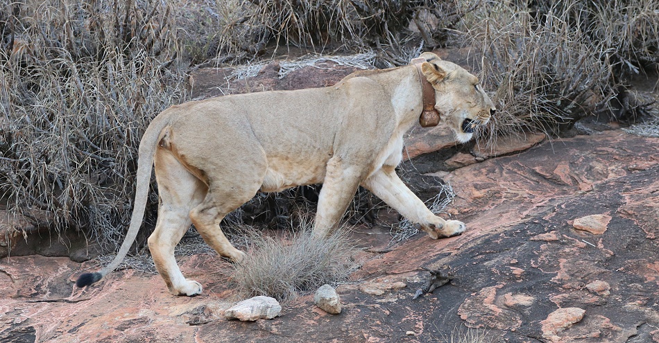 L&ouml;win mit Funksender, Lumo Conservancy