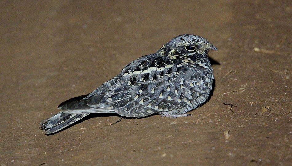 Nachtschwalbe