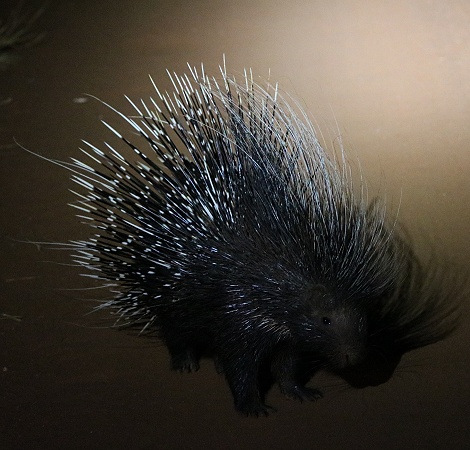 Stachelschwein