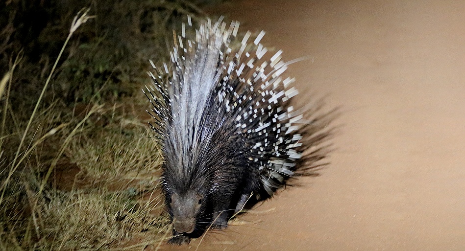 Stachelschwein
