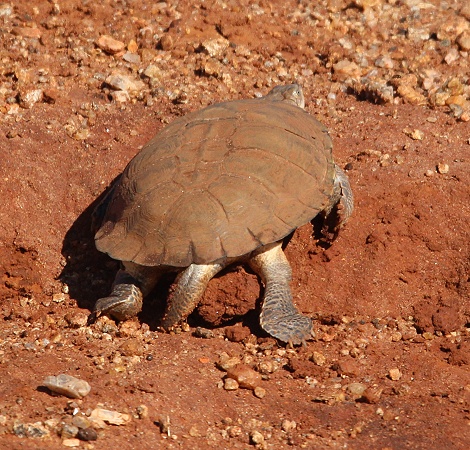 Pelomedusen Halswenderschildkr&ouml;te