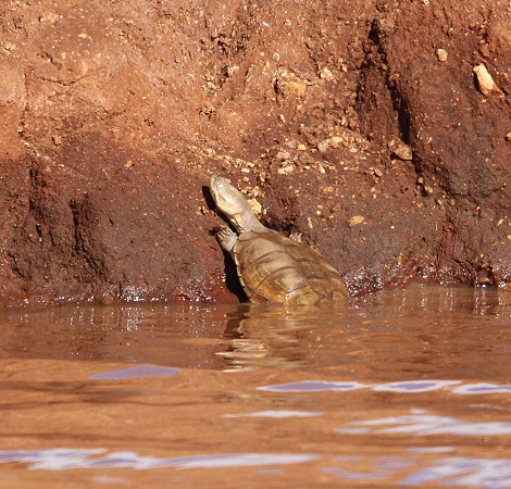 Pelomedusen Halswenderschildkr&ouml;te