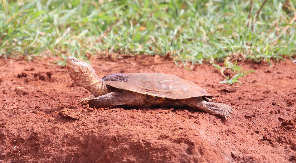 Pelomedusen Halswenderschildkr&ouml;te