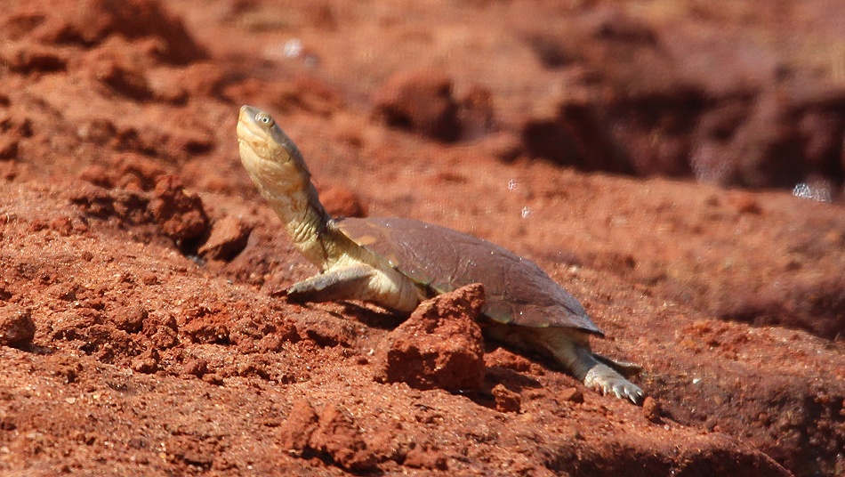 Pelomedusen Sumpfschildkr&ouml;te im Lumo Conservancy