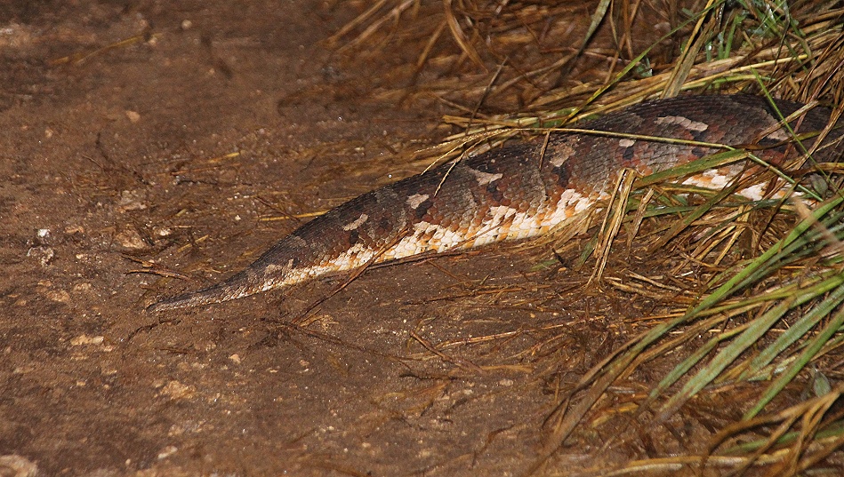 Night Game Drive, Puffotter
