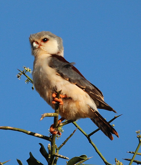 Pygmaenfalke