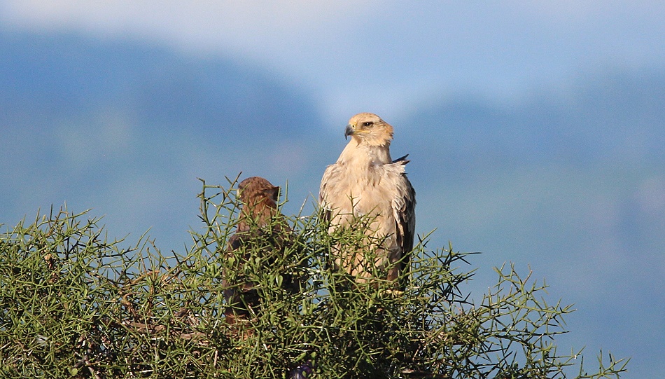 wei&szlig;er Savannenadler