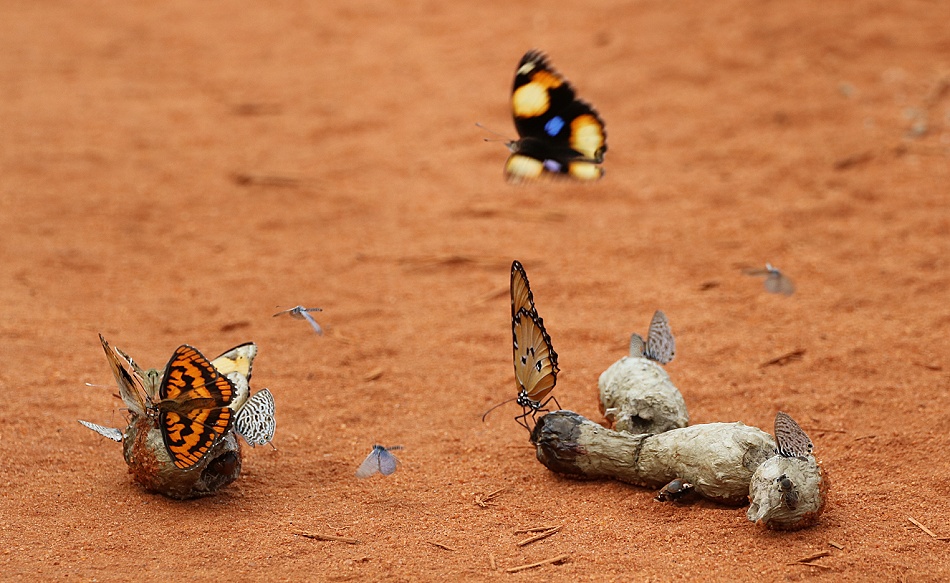 bunte Schmetterlinge auf Servalkot