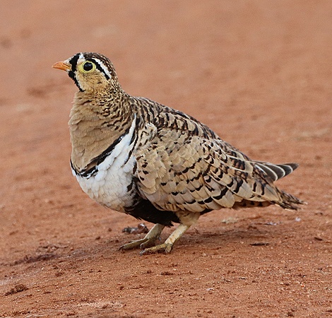 Schmuckflughuhn
